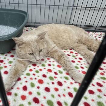 Domestic Short Hair Cats Available for Adoption - Chester | PetCurious