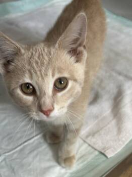 Elio -  Domestic Short Hair Cat Available for Adoption in Linton, Indiana - Elio | PetCurious