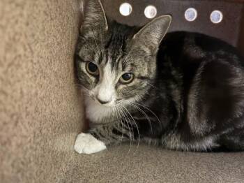 Domestic Short Hair Cats Available for Adoption in Pueblo, Colorado - MISHA IN THE BARN | PetCurious