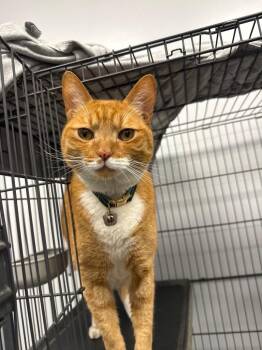 Ryder -  Domestic Short Hair Cat for Adoption in Thousand Oaks, California - Ryder | PetCurious