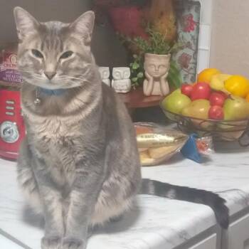Maxwell -  Domestic Short Hair Cat for Adoption in Tulsa, Oklahoma - Maxwell | PetCurious