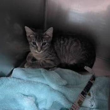 Bubbles -  Domestic Short Hair Cat for Adoption in Marble, North Carolina - Bubbles | PetCurious