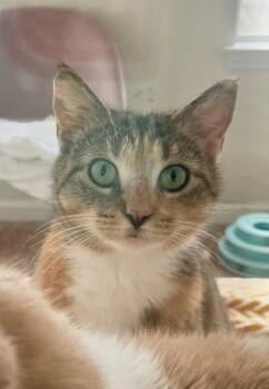 Domestic Short Hair Cats Available for Adoption in Augusta, Georgia - Pumpkin | PetCurious