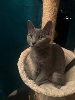 Annie -  Domestic Short Hair Cat for Adoption in Burnaby, British Columbia - Annie | PetCurious
