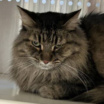 Dovah -  Domestic Long Hair Cat for Adoption in Denver, Colorado - Dovah | PetCurious