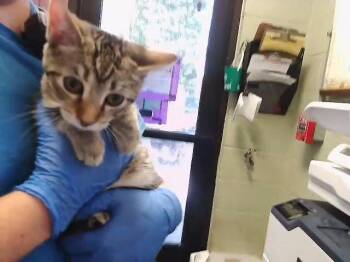 BIONCE -  Domestic Short Hair Cat for Adoption in Tulsa, Oklahoma - BIONCE | PetCurious