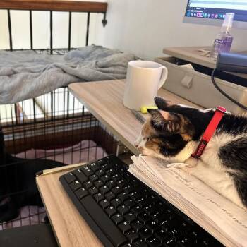 Meredith C71546 -  Domestic Short Hair Cat for Adoption in Minnetonka, Minnesota - Meredith C71546 | PetCurious