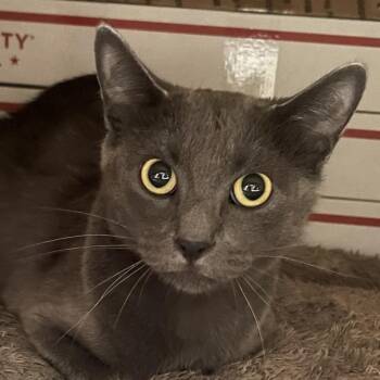 Juliana -  Russian Blue Cat for Adoption in Brampton, Ontario - Juliana | PetCurious