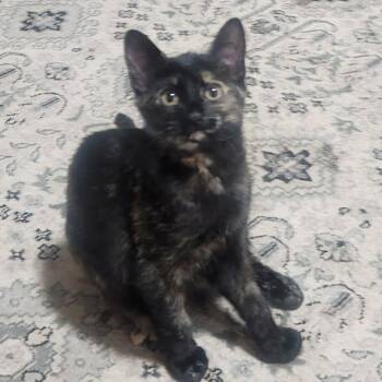 Tortoiseshell Cats Available for Adoption - Pita Pocket  | PetCurious