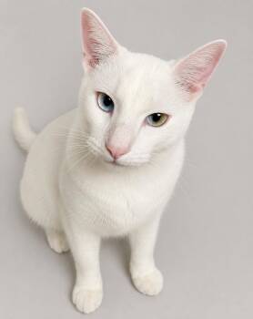 Harley -  Siamese Cat for Adoption - Harley | PetCurious