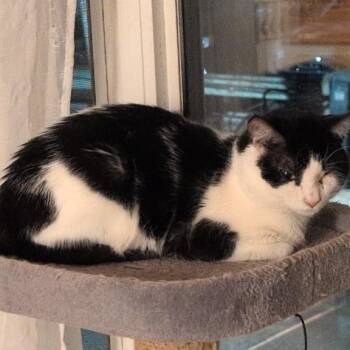 Moozer -  Domestic Short Hair Cat for Adoption in Morden, Manitoba - Moozer | PetCurious