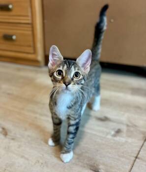 Beaver -  American Shorthair Cat for Adoption in Gulfport, Mississippi - Beaver | PetCurious