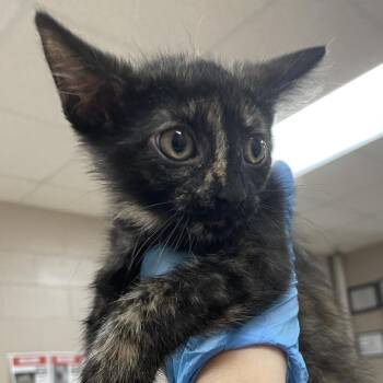 Apple -  Domestic Short Hair Cat for Adoption in Birmingham, Alabama - Apple | PetCurious