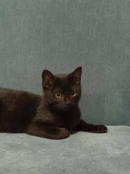 Sally -  Domestic Short Hair Cat Available for Adoption in Lawrenceville, Georgia - Sally | PetCurious