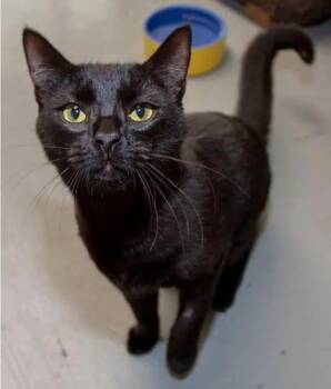 Rescue Domestic Short Hair Cats for Adoption in Hamilton, Ontario - Nate | PetCurious