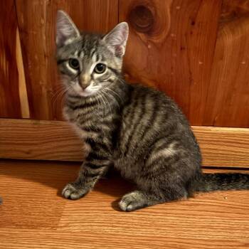 Teela -  Domestic Short Hair Cat for Adoption in Canton, Illinois - Teela | PetCurious