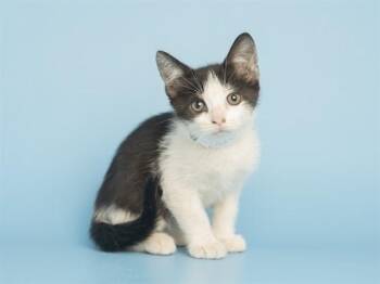 TANK EVANS -  Domestic Short Hair Cat Available for Adoption in Phoenix, Arizona - TANK EVANS | PetCurious