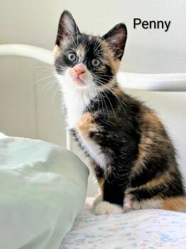 Penny -  Tortoiseshell Cat for Adoption in Binghamton, New York - Penny | PetCurious