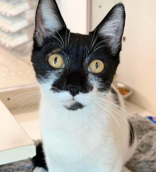 Trinket -  Tuxedo Cat Available for Adoption in Philadelphia, Pennsylvania - Trinket | PetCurious
