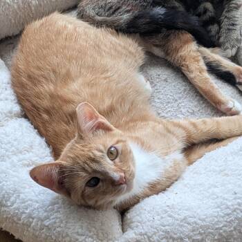 Bobby -  Domestic Short Hair Cat for Adoption in Wilmington, North Carolina - Bobby | PetCurious