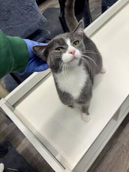 Petra -  Domestic Short Hair Cat Available for Adoption in West Mifflin, Pennsylvania - Petra | PetCurious
