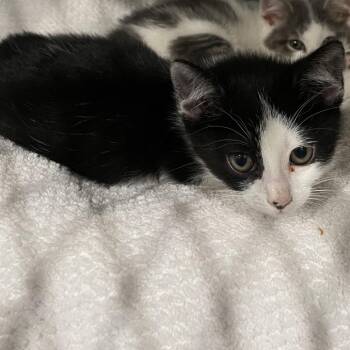 Ginny -  Domestic Short Hair Cat for Adoption in Fairmont, West Virginia - Ginny | PetCurious