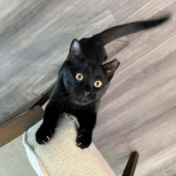 Domestic Short Hair Cats Available for Adoption - Shadow C6204 | PetCurious