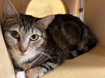 Norma Jean (FCID# 04/16/2026 - 49 Glen Mills PS) -  Domestic Short Hair Cat for Adoption in Greenville, Delaware - Norma Jean (FCID# 04/16/2026 - 49 Glen Mills PS) | PetCurious
