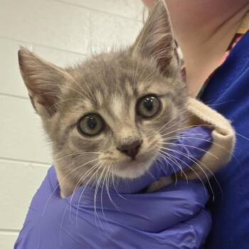 Floatie -  Domestic Short Hair Cat for Adoption in Chattanooga, Tennessee - Floatie | PetCurious