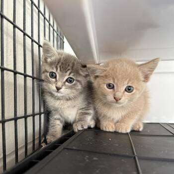 Lactose Intolerant -  Domestic Short Hair Cat for Adoption in Oconto, Wisconsin - Lactose Intolerant | PetCurious