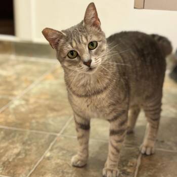 Domestic Short Hair Cats Available for Adoption in Green Bay, Wisconsin - Zelda | PetCurious