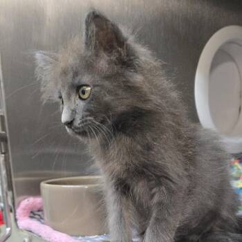 Fennik 26-0475 -  Domestic Medium Hair Cat for Adoption in Yanceyville, North Carolina - Fennik 26-0475 | PetCurious