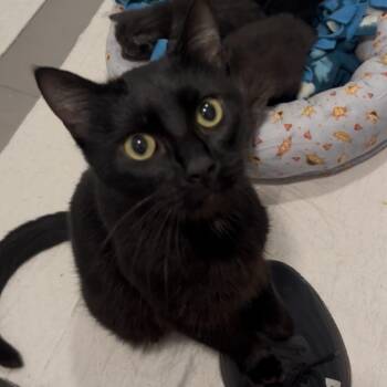 Mama Sundae -  Domestic Short Hair Cat Available for Adoption in St. Louis, Missouri - Mama Sundae | PetCurious