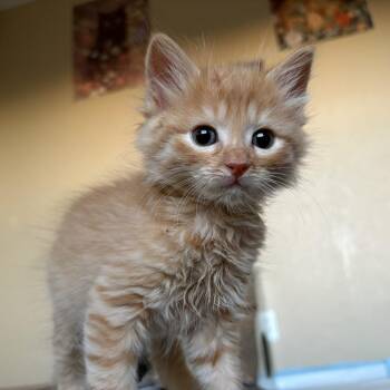 Domestic Long Hair Cats Available for Adoption in San Antonio, Texas - Cheese Aka Cheeto | PetCurious