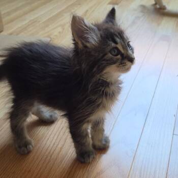Young -  Domestic Long Hair Cat for Adoption in Evanston, Illinois - Young | PetCurious