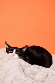 Cauldron -  Tuxedo Cat for Adoption in Los Angeles, California - Cauldron | PetCurious