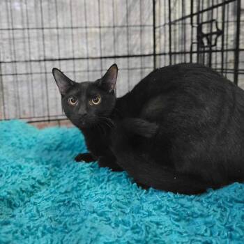 Rescue Domestic Short Hair Cats for Adoption in Lubbock, Texas - Vanta | PetCurious