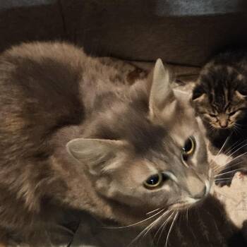 Domestic Medium Hair Cats Available for Adoption in Inman, South Carolina - Fiona | PetCurious