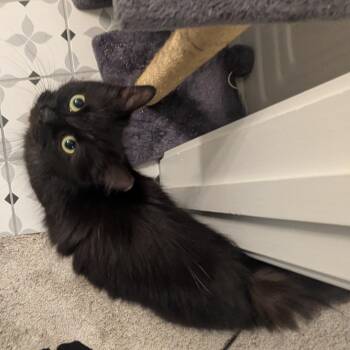 Miles -  Domestic Long Hair Cat for Adoption in Aspinwall, Pennsylvania - Miles | PetCurious