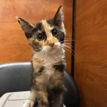 Daphne -  Domestic Short Hair Cat for Adoption in Hemet, California - Daphne | PetCurious
