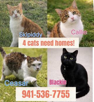 Domestic Short Hair Cats Available for Adoption - 4 Cats Need Homes!! So Sweet! Orange City | PetCurious
