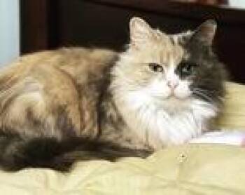 Domestic Long Hair Cats Available for Adoption in Toronto, Ontario - Momo | PetCurious