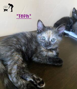 Toph -  Domestic Short Hair Cat for Adoption in Centerville, Utah - Toph | PetCurious