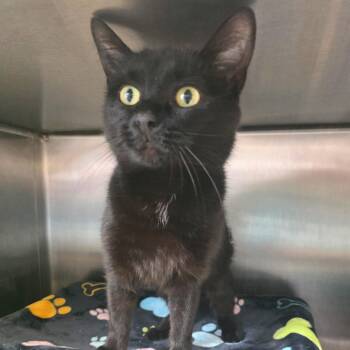 Domestic Short Hair Cats Available for Adoption in Fort Wayne, Indiana - Daffodil | PetCurious