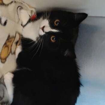 Rescue Domestic Short Hair Cats for Adoption in Cedaredge, Colorado - Nymeria | PetCurious