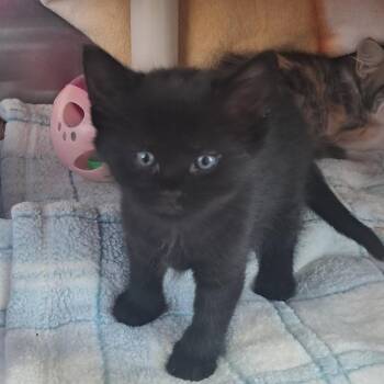 Stellaluna -  Domestic Short Hair Cat for Adoption in Buffalo, Wyoming - Stellaluna | PetCurious