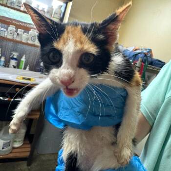 Breeze -  Domestic Short Hair Cat for Adoption in Corinth, Mississippi - Breeze | PetCurious