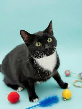 Domestic Short Hair Cats Available for Adoption - Luna | PetCurious