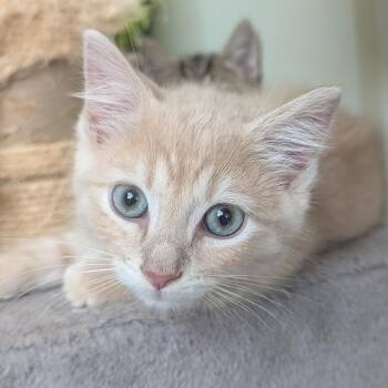 Creamsicle in Frederick, MD -  Domestic Short Hair Cat for Adoption - Creamsicle In Frederick, MD | PetCurious