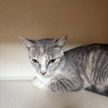 Solstice -  Domestic Short Hair Cat for Adoption in Louisville, Kentucky - Solstice | PetCurious